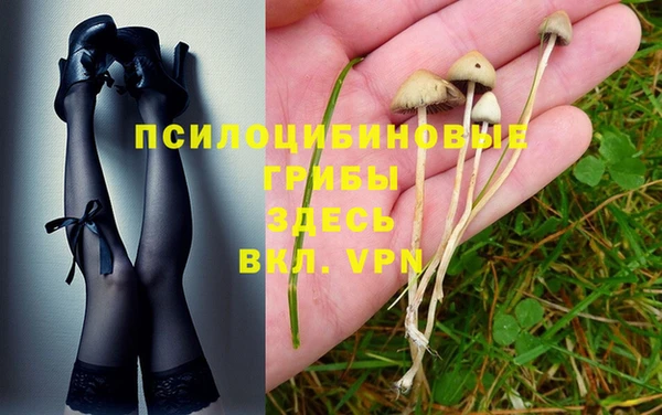 PSILOCYBIN Аркадак